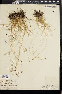 Cyperus michoacanensis image