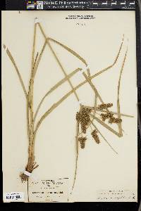 Cyperus mutisii image