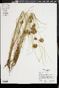 Cyperus niger image