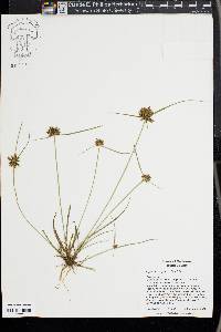 Cyperus niger image