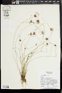 Cyperus niger image