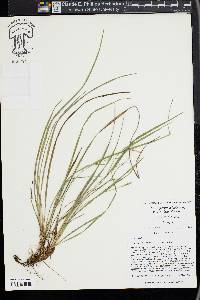 Carex paeninsulae image