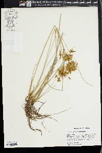 Carex oxylepis image