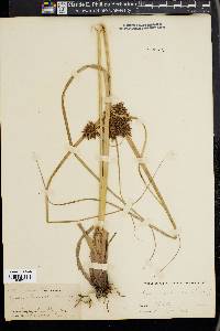 Cyperus planifolius image