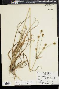 Cyperus plukenetii image