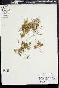 Cyperus polystachyos image