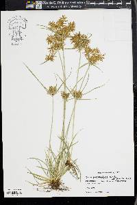 Cyperus polystachyos image