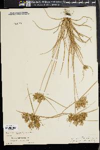 Cyperus polystachyos image