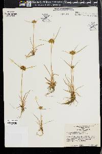 Cyperus polystachyos image