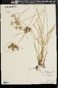 Cyperus polystachyos image