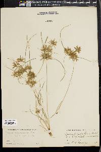 Cyperus polystachyos image