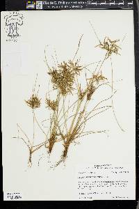 Cyperus polystachyos image