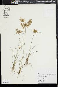 Cyperus polystachyos image