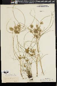 Cyperus polystachyos image