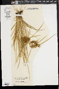 Cyperus polystachyos image