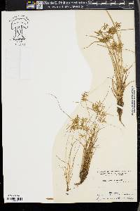 Cyperus polystachyos image