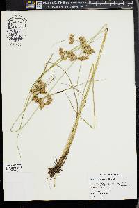 Cyperus pseudovegetus image