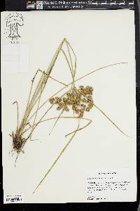 Cyperus pseudovegetus image