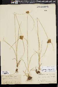 Cyperus reflexus image