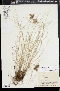 Cyperus retroflexus image