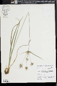 Cyperus retrofractus image