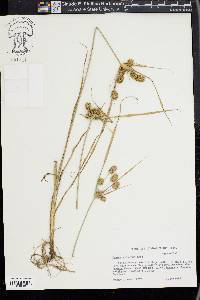 Cyperus retrorsus image