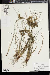 Cyperus retrorsus image