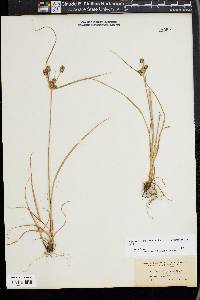 Cyperus retrorsus image