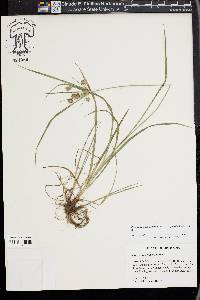 Cyperus retrorsus image