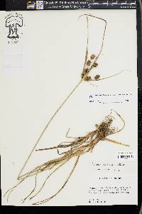 Cyperus retrorsus image