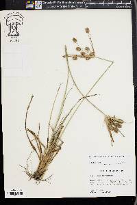 Cyperus retrorsus image