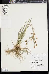 Cyperus retrorsus image