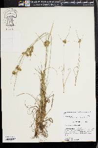 Cyperus retrorsus image