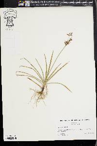Cyperus rotundus image