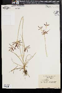 Cyperus rotundus image