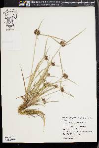 Cyperus sanguinolentus image