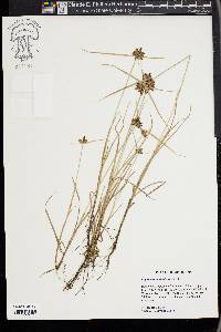 Cyperus sanguinolentus image