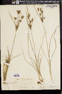 Cyperus schweinitzii image