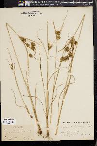 Cyperus schweinitzii image