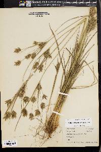 Cyperus schweinitzii image