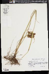 Cyperus setigerus image