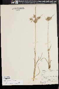 Cyperus sphacelatus image