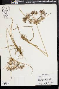 Cyperus sphacelatus image