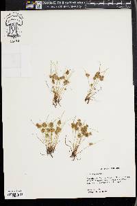 Cyperus squarrosus image