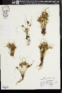 Cyperus squarrosus image