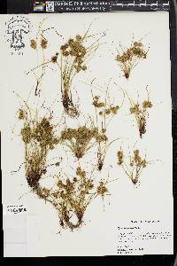 Cyperus squarrosus image