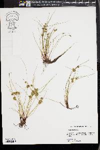 Cyperus squarrosus image