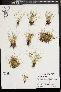 Cyperus squarrosus image