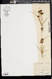 Cyperus squarrosus image