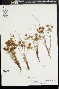 Cyperus squarrosus image